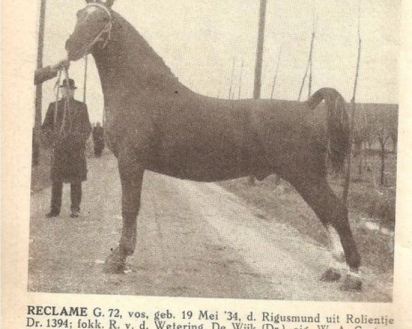 stallion Reclame (Gelderland, 1934, from Rigismund)