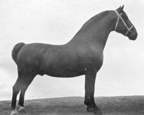 stallion Xerxes II (Groningen, 1896, from Xerxes 1892)