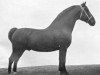 stallion Xerxes II (Groningen, 1896, from Xerxes 1892)
