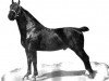 stallion Monocraat (Gelderland, 1913, from Martinius)