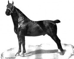 stallion Monocraat (Gelderland, 1913, from Martinius)