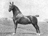 stallion Ebert (Gelderland, 1917, from Monocraat)