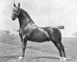 stallion Ebert (Gelderland, 1917, from Monocraat)