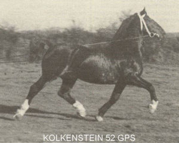 Deckhengst Kolkenstein (Gelderländer, 1923, von Kroonprins)