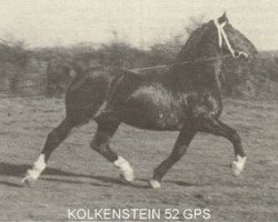 Deckhengst Kolkenstein (Gelderländer, 1923, von Kroonprins)