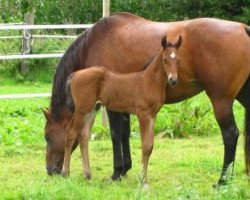 stallion Clearwater (Bavarian, 2013, from Clearline Z)