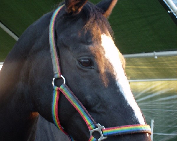 horse Marco 529 (Rhinelander, 1994, from Maquisard xx)