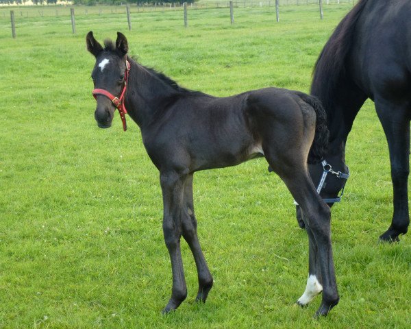 dressage horse Dante D´Amore (Oldenburg, 2014, from Dante Weltino Old)