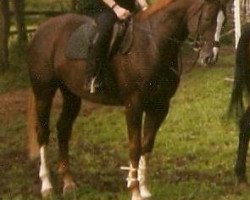 broodmare Kalinka (Hessian Warmblood, 1993, from Katanga AA)