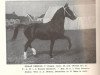 Deckhengst Graaf Oregon (Koninklijk Warmbloed Paardenstamboek Nederland (KWPN), 1965, von Oregon)