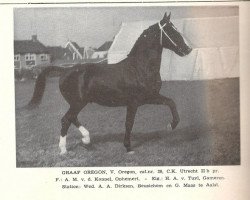 Deckhengst Graaf Oregon (KWPN (Niederländisches Warmblut), 1965, von Oregon)