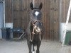 dressage horse Rubin Noir 7 (Oldenburg, 2002, from Rubin Magic)