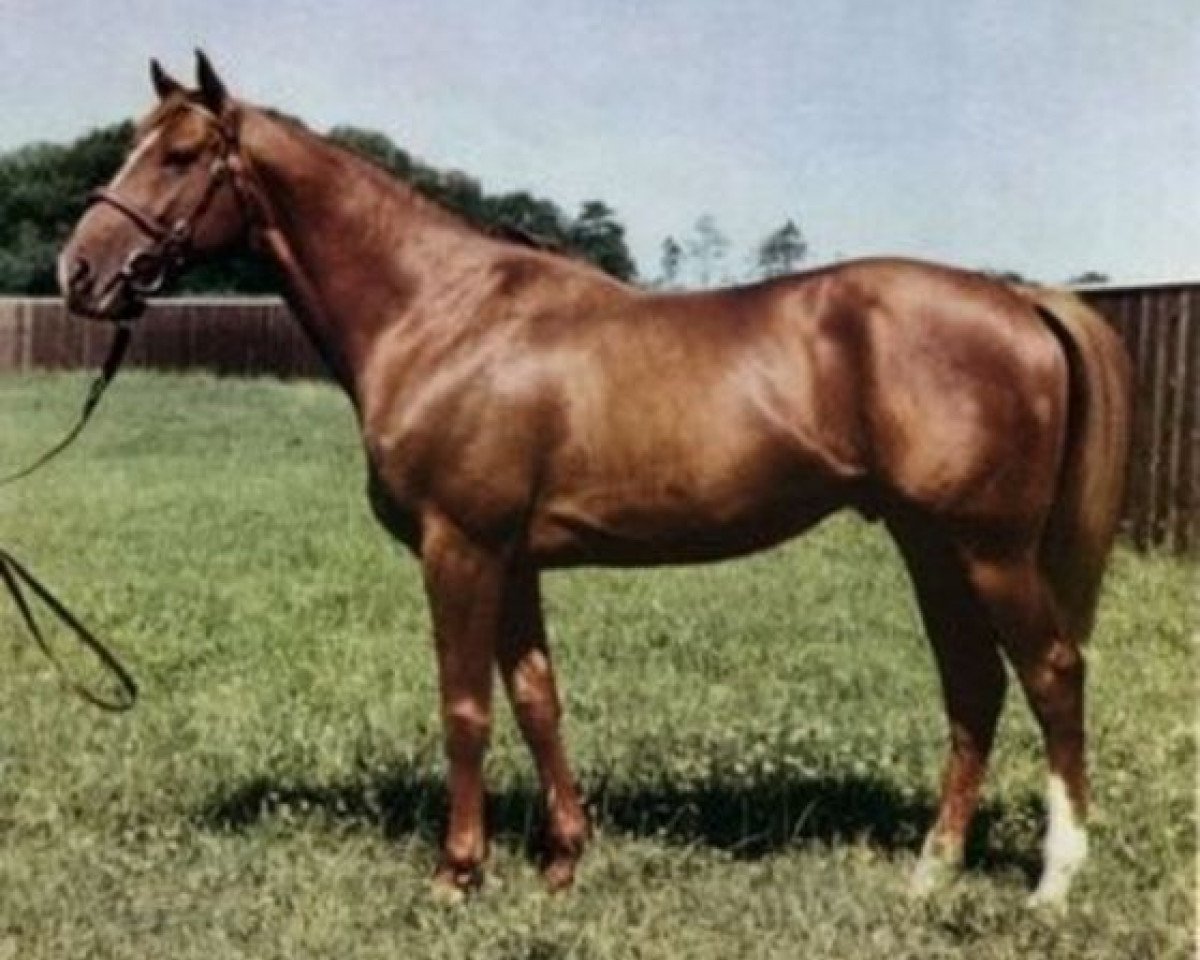 Deckhengst Pardao xx (Englisches Vollblut, 1958, von Pardal xx)