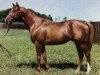 stallion Pardao xx (Thoroughbred, 1958, from Pardal xx)