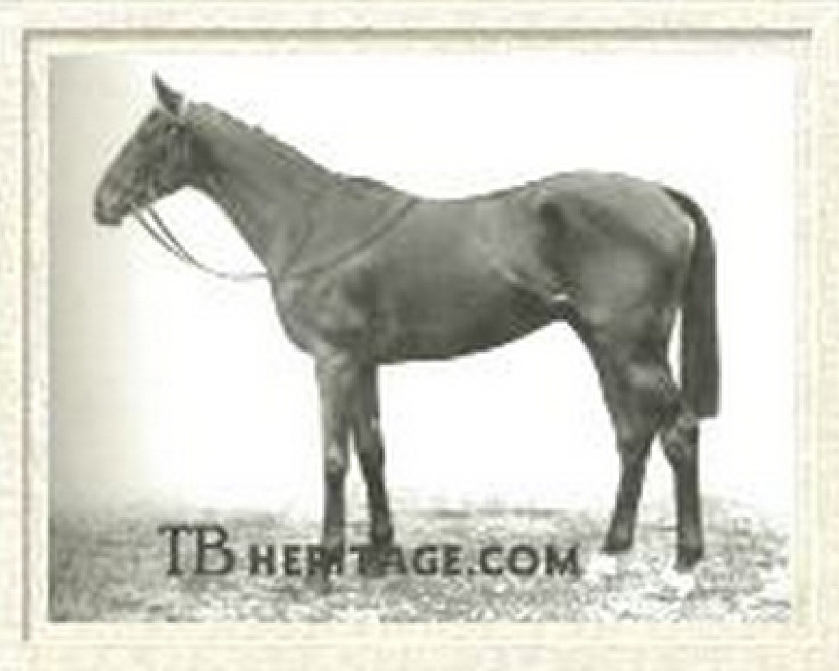 stallion Heliopolis xx (Thoroughbred, 1936, from Hyperion xx)