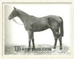 stallion Heliopolis xx (Thoroughbred, 1936, from Hyperion xx)