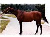 stallion Riva Ridge xx (Thoroughbred, 1969, from First Landing xx)