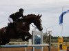 Springpferd Dodgeman (Hannoveraner, 2003, von Dressage Royal)