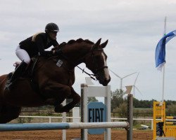 Springpferd Dodgeman (Hannoveraner, 2003, von Dressage Royal)