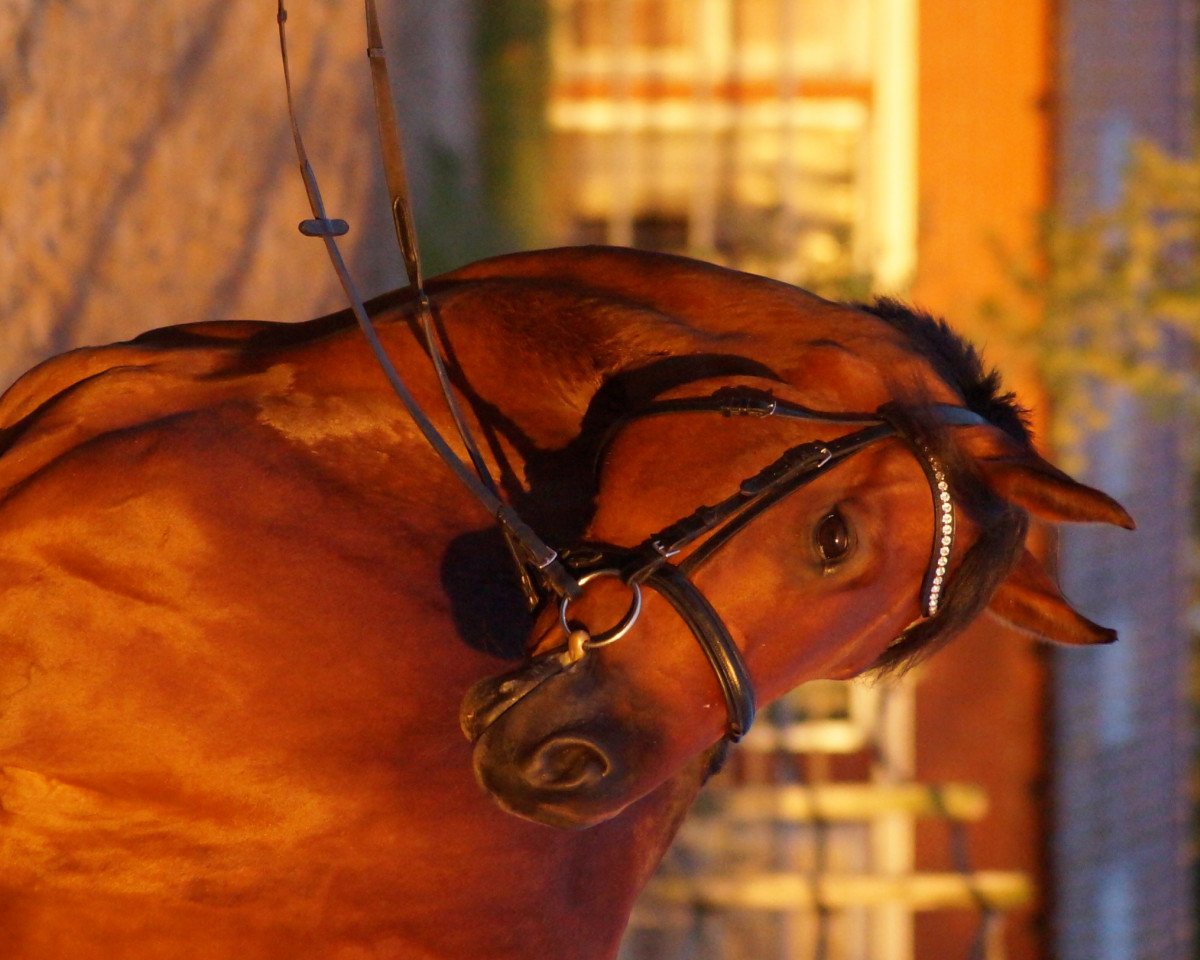 dressage horse Choclat Boy S (Oldenburg show jumper, 2005, from Carry Gold)