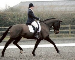 horse Nearly On Time (British Sport Horse, 2002, from Sambertino)