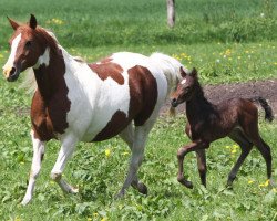 broodmare Dee (Quarab,  )