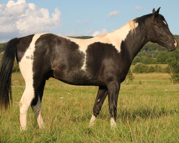 Pferd Checkers (Quarab, 2012, von Muddassir B' Mehamam)