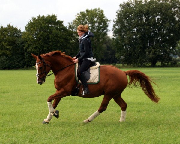 broodmare Lanette (Hanoverian, 2002, from Le Primeur)