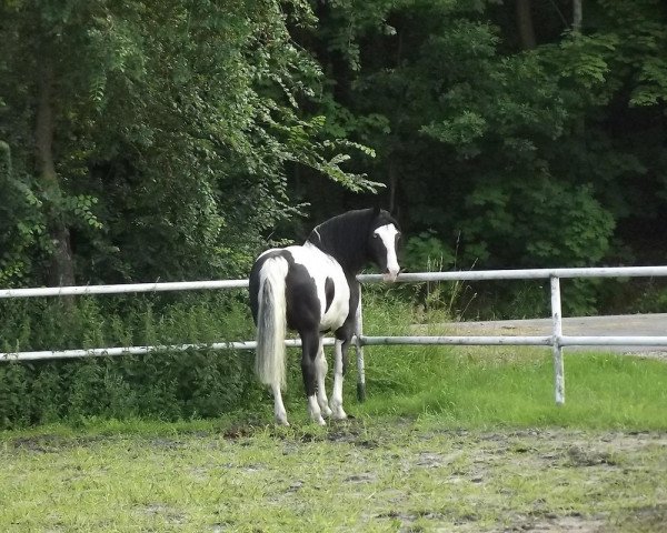 horse Caspar (Heavy Warmblood, 2007)