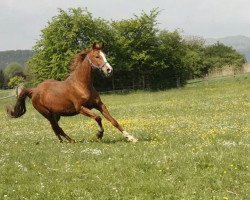 broodmare G.S. Valentina (German Riding Pony, 1996, from Vento)