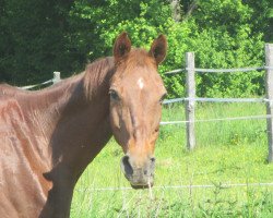 horse Remette II (Edles Warmblut, 1986, from Remus)