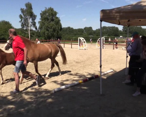 Stuten- und Fohlenschau Herbern 2018