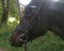 broodmare Dose (Oldenburg show jumper, 2012, from Diarado)