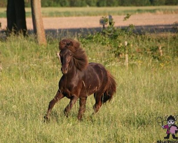 Pferd Rökkvi vom Hägarhof (Islandpferd, 2013, von Helgnýr fra Pegasus)