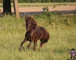 horse Rökkvi vom Hägarhof (Iceland Horse, 2013, from Helgnýr fra Pegasus)