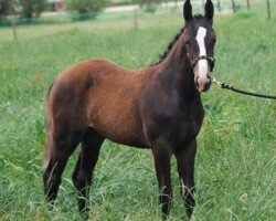 Dressurpferd Graceful (KWPN (Niederländisches Warmblut), 2011, von San Remo)