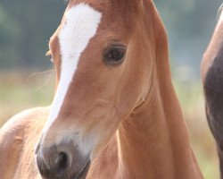 Pferd Liebe Susi (Arabisches Halbblut / Partbred, 2014, von Leonardo da Vinci AA)