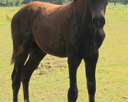 Pferd Schnuckel (Deutsches Reitpony, 2014, von Shaddow of Severloh)