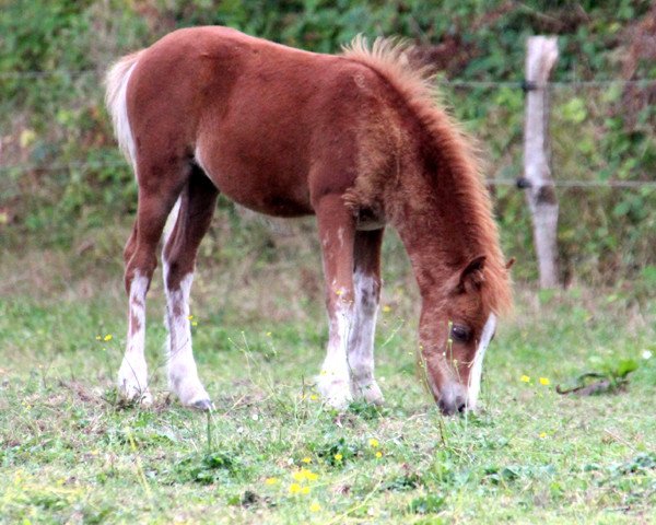 horse Revel Schatzi (Welsh Mix, 2014, from Revel Menai)