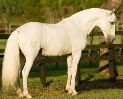 stallion Dardo II (Lusitano, 1985, from Zimbro II)