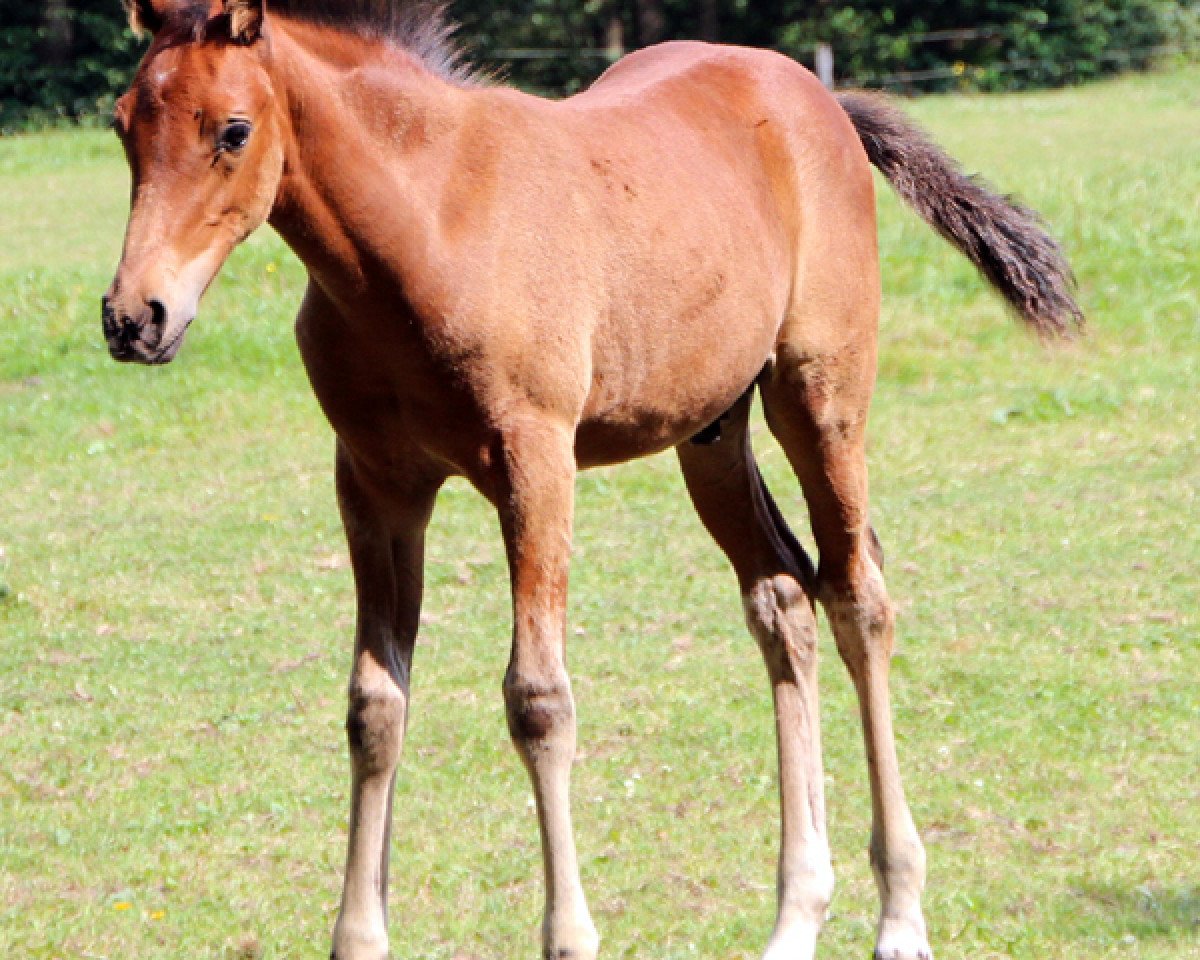 horse Leines (Arab half breed / Partbred, 2014, from Leonardo da Vinci AA)