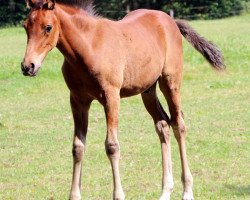 Pferd Leines (Arabisches Halbblut / Partbred, 2014, von Leonardo da Vinci AA)