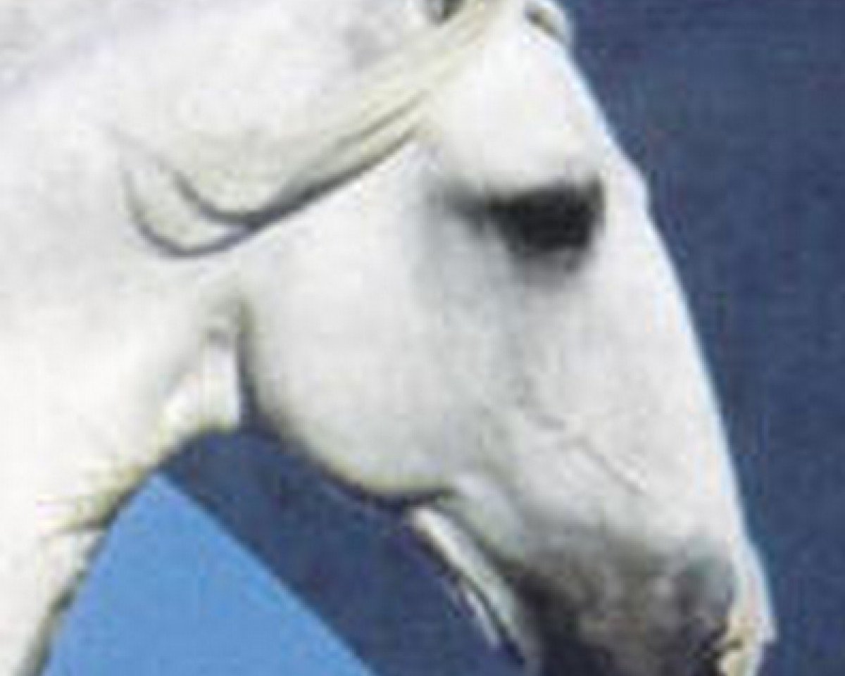 Deckhengst Hábil (Lusitano, 1989, von Dardo II)