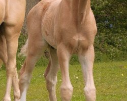 Pferd Little Herzi (Deutsches Reitpony, 2014, von Leonardo da Vinci AA)