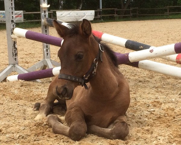 Pferd Genisis (Pura Raza Espanola (PRE), 2014, von Abeille)