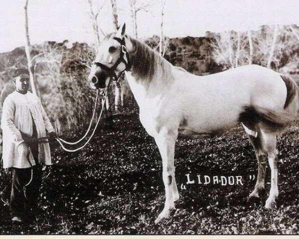 stallion Lidador I (Lusitano, 1921, from Perola)