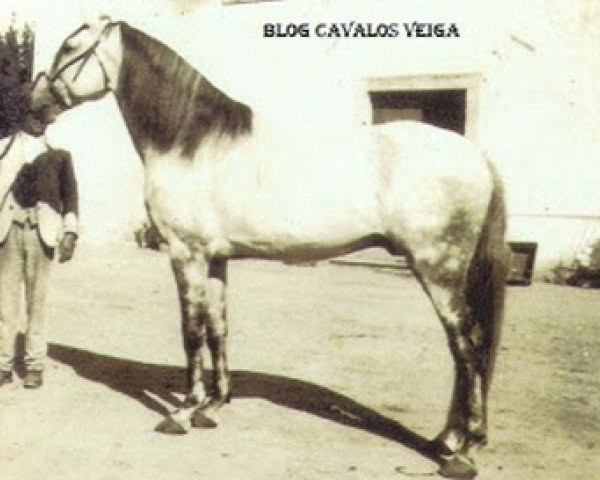 stallion Agareno (Lusitano, 1931, from Lidador I)