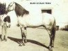 stallion Agareno (Lusitano, 1931, from Lidador I)