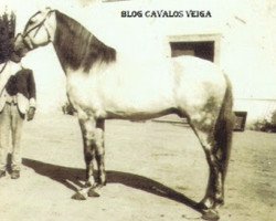 Deckhengst Agareno (Lusitano, 1931, von Lidador I)