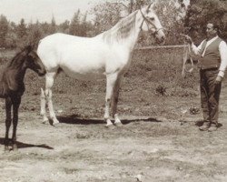 Zuchtstute Gilbardeira (Lusitano, 1934, von Agareno)